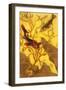 Poissons, and Crustaces, 1902-Paul Ranson-Framed Giclee Print