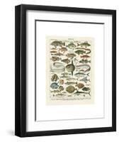 Poissons I-Adolphe Millot-Framed Art Print