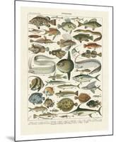 Poissons I-Adolphe Millot-Mounted Art Print