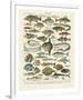 Poissons I-Adolphe Millot-Framed Giclee Print