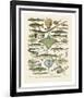 Poissons II-Adolphe Millot-Framed Art Print