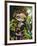 Poissons Volants L Hippocampe-Jasmine Becket-Griffith-Framed Art Print