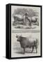 Poissy Cattle Show-Harrison William Weir-Framed Stretched Canvas