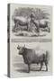 Poissy Cattle Show-Harrison William Weir-Stretched Canvas