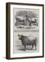 Poissy Cattle Show-Harrison William Weir-Framed Giclee Print