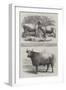 Poissy Cattle Show-Harrison William Weir-Framed Giclee Print