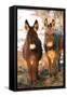 Poitou Donkey and Normal Donkey (On Right) Facing Camera-null-Framed Stretched Canvas