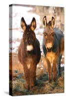 Poitou Donkey and Normal Donkey (On Right) Facing Camera-null-Stretched Canvas