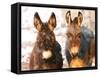 Poitou Donkey and Normal Donkey (On Right) Facing Camera-null-Framed Stretched Canvas