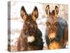 Poitou Donkey and Normal Donkey (On Right) Facing Camera-null-Stretched Canvas