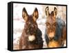 Poitou Donkey and Normal Donkey (On Right) Facing Camera-null-Framed Stretched Canvas
