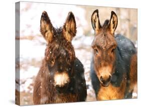 Poitou Donkey and Normal Donkey (On Right) Facing Camera-null-Stretched Canvas