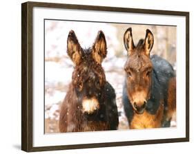 Poitou Donkey and Normal Donkey (On Right) Facing Camera-null-Framed Photographic Print