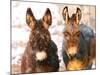 Poitou Donkey and Normal Donkey (On Right) Facing Camera-null-Mounted Photographic Print