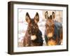 Poitou Donkey and Normal Donkey (On Right) Facing Camera-null-Framed Photographic Print