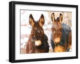 Poitou Donkey and Normal Donkey (On Right) Facing Camera-null-Framed Photographic Print