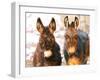 Poitou Donkey and Normal Donkey (On Right) Facing Camera-null-Framed Photographic Print