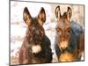 Poitou Donkey and Normal Donkey (On Right) Facing Camera-null-Mounted Photographic Print