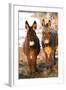 Poitou Donkey and Normal Donkey (On Right) Facing Camera-null-Framed Photographic Print