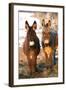 Poitou Donkey and Normal Donkey (On Right) Facing Camera-null-Framed Photographic Print