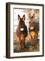 Poitou Donkey and Normal Donkey (On Right) Facing Camera-null-Framed Photographic Print