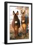 Poitou Donkey and Normal Donkey (On Right) Facing Camera-null-Framed Photographic Print