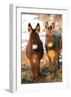 Poitou Donkey and Normal Donkey (On Right) Facing Camera-null-Framed Photographic Print