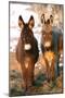 Poitou Donkey and Normal Donkey (On Right) Facing Camera-null-Mounted Photographic Print