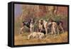 Poitou Hounds-Baron Karl Reille-Framed Stretched Canvas