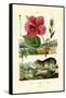 Pokeweed, 1833-39-null-Framed Stretched Canvas
