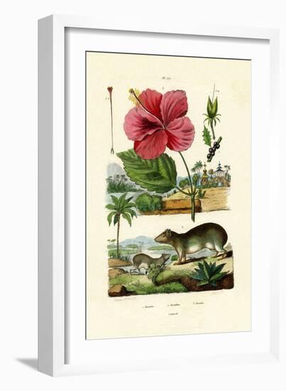 Pokeweed, 1833-39-null-Framed Giclee Print