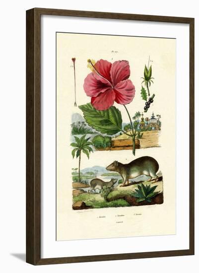 Pokeweed, 1833-39-null-Framed Giclee Print