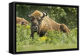 Poland, Bieszczady. Bison Bonasus, European Bison Taking a Rest-David Slater-Framed Stretched Canvas