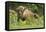 Poland, Bieszczady. Bison Bonasus, European Bison Taking a Rest-David Slater-Framed Stretched Canvas