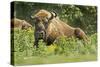 Poland, Bieszczady. Bison Bonasus, European Bison Taking a Rest-David Slater-Stretched Canvas