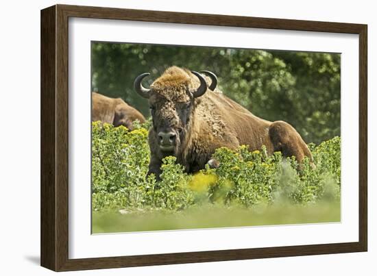 Poland, Bieszczady. Bison Bonasus, European Bison Taking a Rest-David Slater-Framed Photographic Print