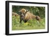 Poland, Bieszczady. Bison Bonasus, European Bison Taking a Rest-David Slater-Framed Photographic Print