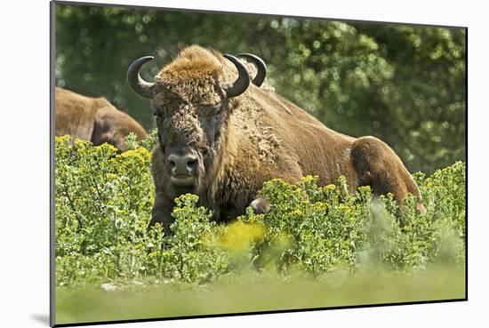 Poland, Bieszczady. Bison Bonasus, European Bison Taking a Rest-David Slater-Mounted Photographic Print