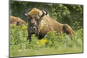 Poland, Bieszczady. Bison Bonasus, European Bison Taking a Rest-David Slater-Mounted Photographic Print