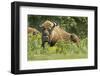 Poland, Bieszczady. Bison Bonasus, European Bison Taking a Rest-David Slater-Framed Photographic Print