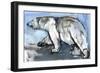 Polar, 2013-Mark Adlington-Framed Giclee Print