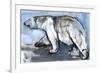 Polar, 2013-Mark Adlington-Framed Giclee Print