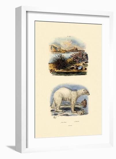 Polar Bear, 1833-39-null-Framed Giclee Print