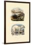 Polar Bear, 1833-39-null-Framed Giclee Print