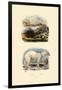 Polar Bear, 1833-39-null-Framed Giclee Print