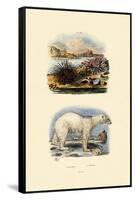 Polar Bear, 1833-39-null-Framed Stretched Canvas