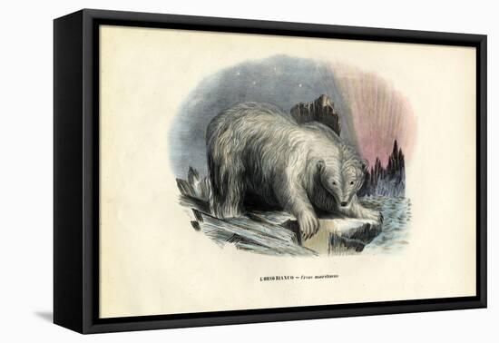 Polar Bear, 1863-79-Raimundo Petraroja-Framed Stretched Canvas