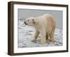 Polar Bear after the Bath Full Bleed-Martin Fowkes-Framed Giclee Print