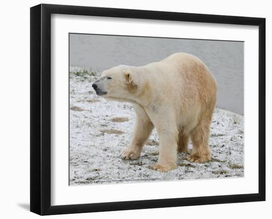 Polar Bear after the Bath Full Bleed-Martin Fowkes-Framed Giclee Print