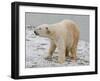 Polar Bear after the Bath Full Bleed-Martin Fowkes-Framed Giclee Print